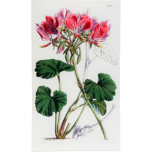 Pelargonium Endlicherianum (William Curtis Botanicals)