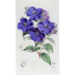 Pleroma (William Curtis Botanicals)