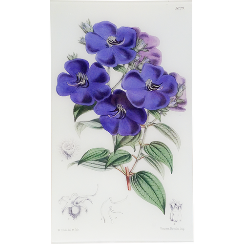 Pleroma (William Curtis Botanicals)