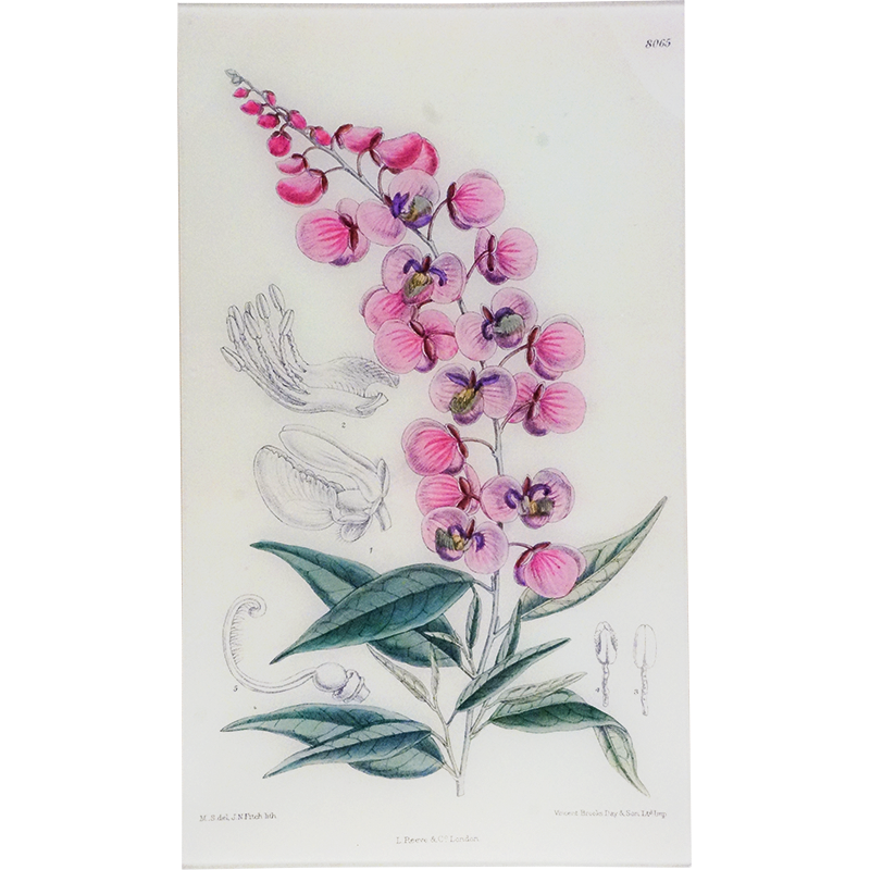 Polygala (William Curtis Botanicals)