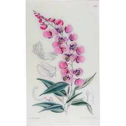 Polygala (William Curtis Botanicals)