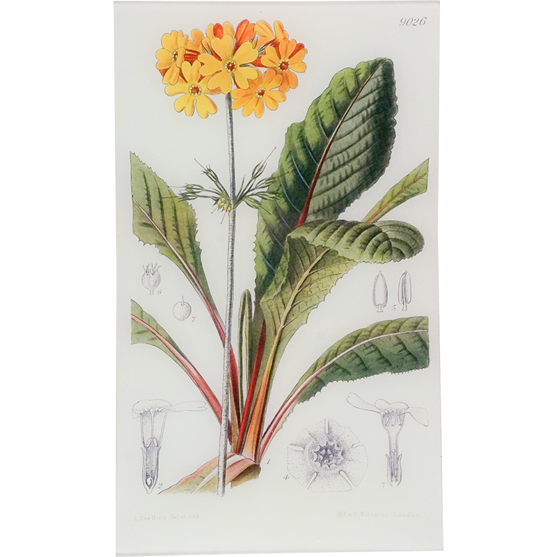 Primula Bulleyonia (William Curtis Botanicals)