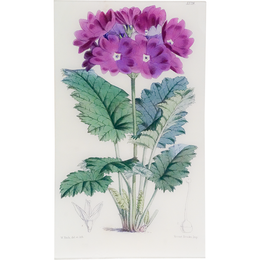 Primula Cortusoides (William Curtis Botanicals)