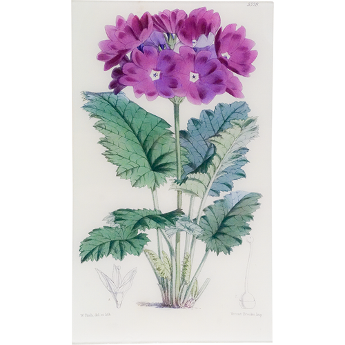 Primula Cortusoides (William Curtis Botanicals)