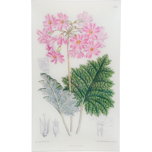 Primula Veitoni (William Curtis Botanicals)