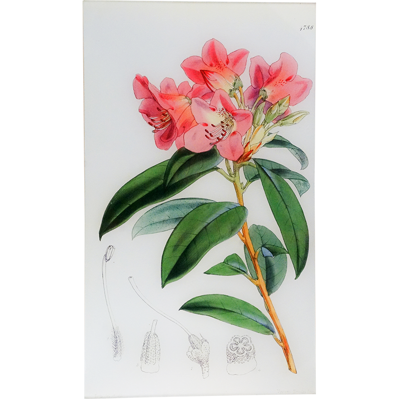 Rhododendron Pallidum (William Curtis Botanicals)