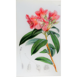 Rhododendron Pallidum (William Curtis Botanicals)