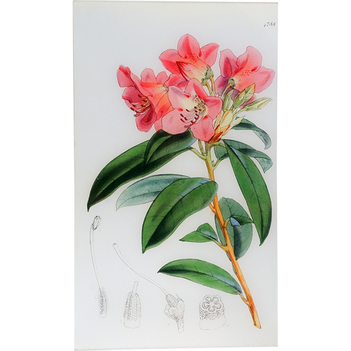 Rhododendron Pallidum (William Curtis Botanicals)