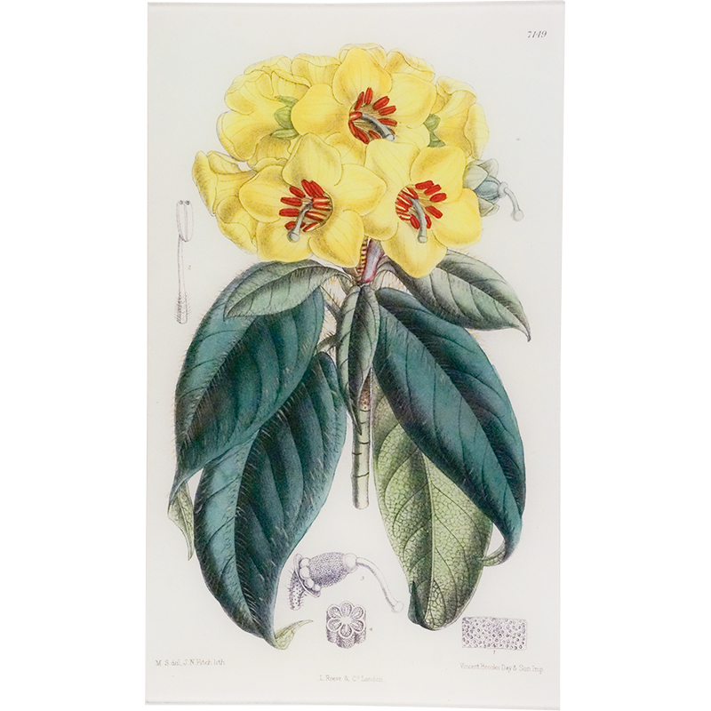 Rhododendron Boothii (William Curtis Botanicals)