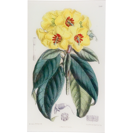 Rhododendron Boothii (William Curtis Botanicals)