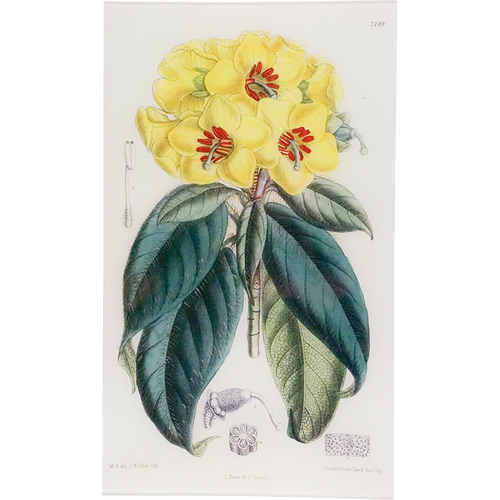 Rhododendron Boothii (William Curtis Botanicals)