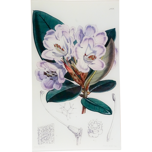 Rhododendron Componulation (William Curtis Botanicals)