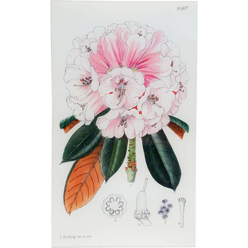 Rhododendron Fulvum (William Curtis Botanicals)
