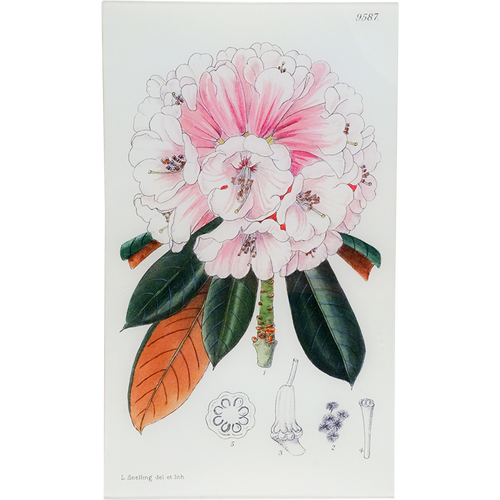 Rhododendron Fulvum (William Curtis Botanicals)