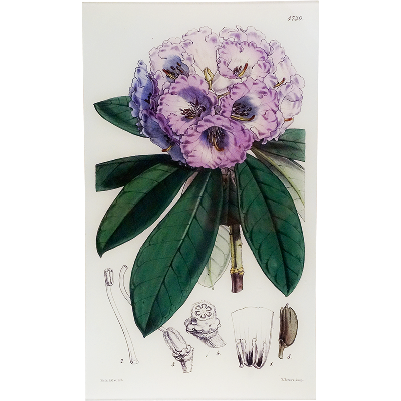Rhododendron Niveum (William Curtis Botanicals)