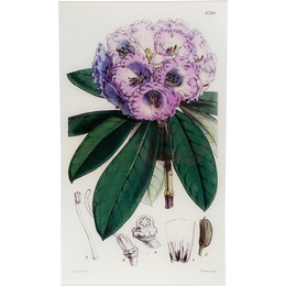 Rhododendron Niveum (William Curtis Botanicals)