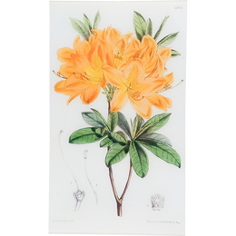 Rhododendron Sinense (William Curtis Botanicals)