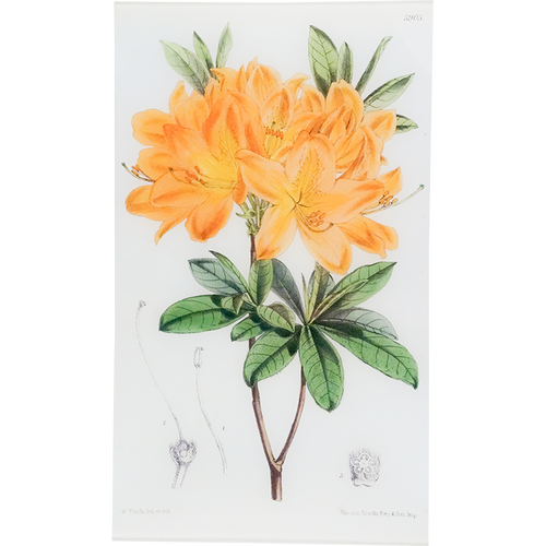 Rhododendron Sinense (William Curtis Botanicals)