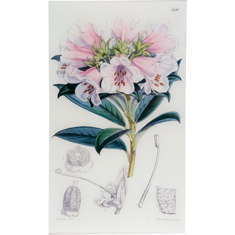 Rhododendron Wilsoni (William Curtis Botanicals)