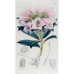 Rhododendron Wilsoni (William Curtis Botanicals)