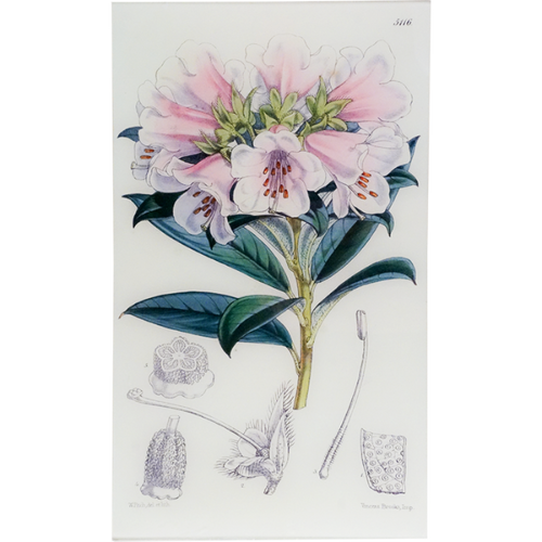 Rhododendron Wilsoni (William Curtis Botanicals)