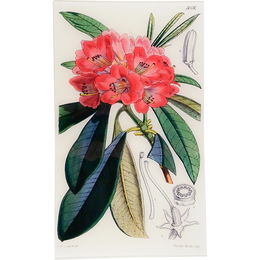 Rhodoendron Windoril (William Curtis Botanicals)