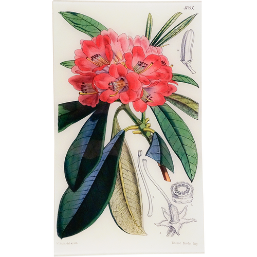 Rhodoendron Windoril (William Curtis Botanicals)