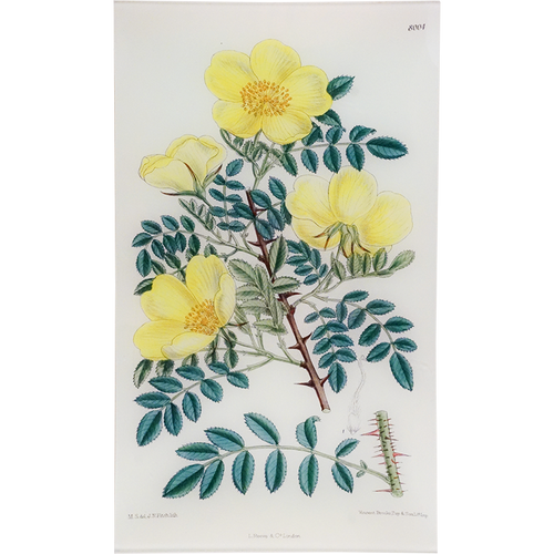 Rosa Hugonis (William Curtis Botanicals)