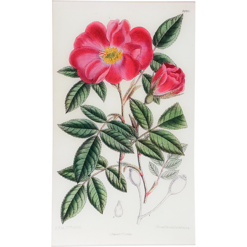 Rosa Incarnata (William Curtis Botanicals)
