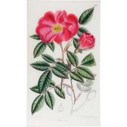 Rosa Incarnata (William Curtis Botanicals)