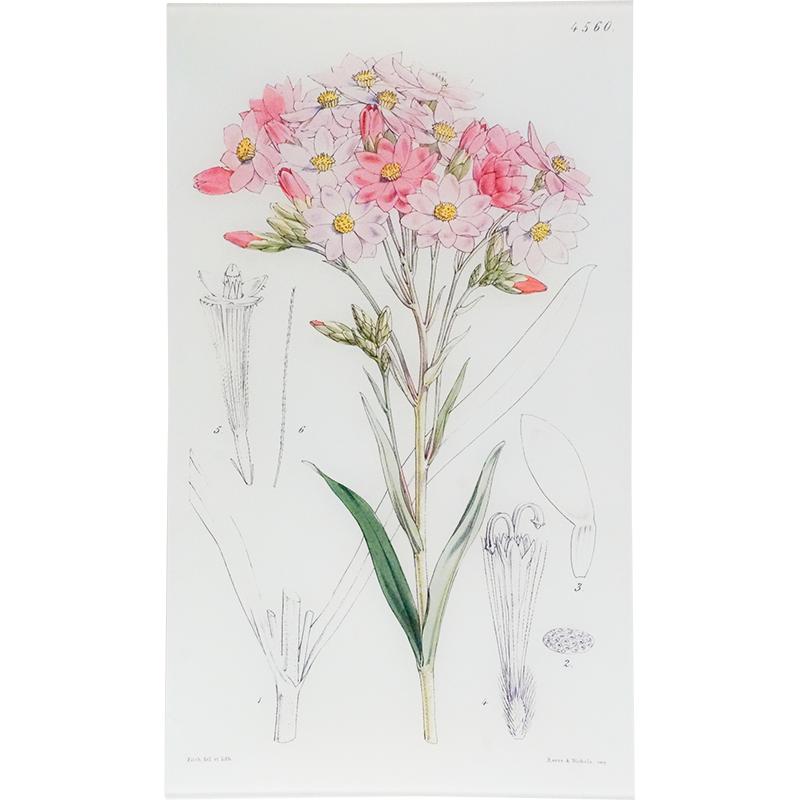 Schoenia Oppositifolia (William Curtis Botanicals)