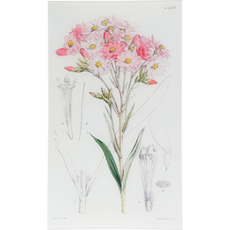 Schoenia Oppositifolia (William Curtis Botanicals)