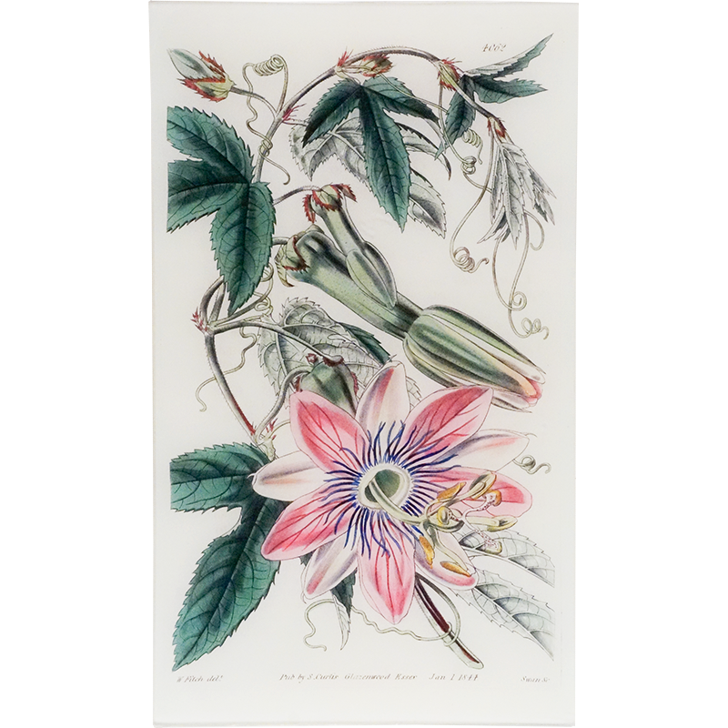 Tacsonia Pinnatistipula (William Curtis Botanicals)