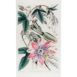 Tacsonia Pinnatistipula (William Curtis Botanicals)