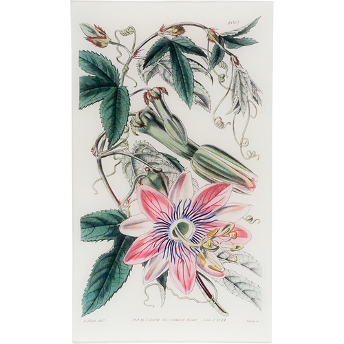 Tacsonia Pinnatistipula (William Curtis Botanicals)