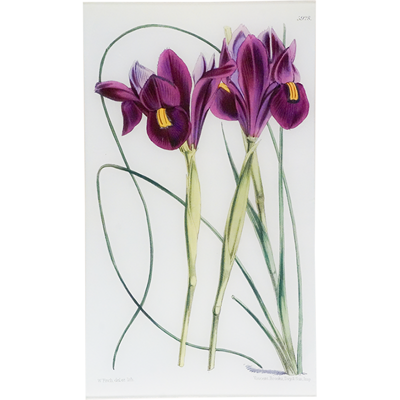 Xiphion (William Curtis Botanicals)