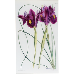 Xiphion (William Curtis Botanicals)