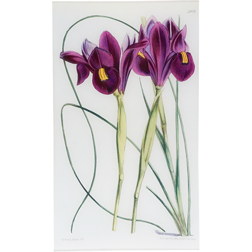 Xiphion (William Curtis Botanicals)