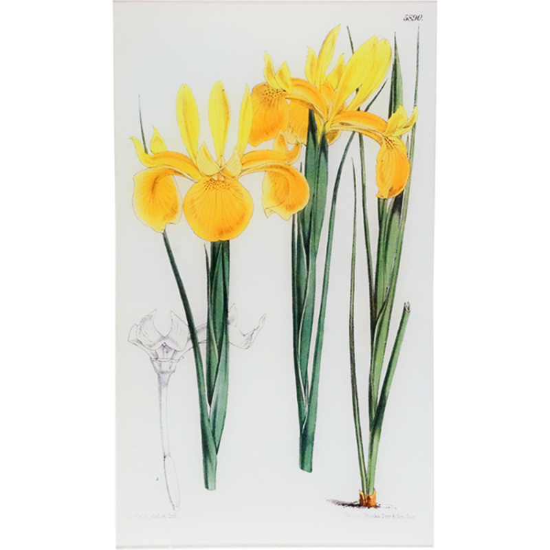 Xiphion Filifolium (William Curtis Botanicals)
