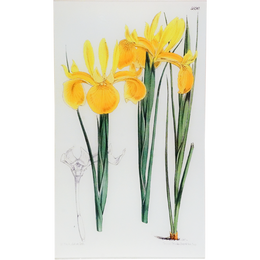 Xiphion Filifolium (William Curtis Botanicals)