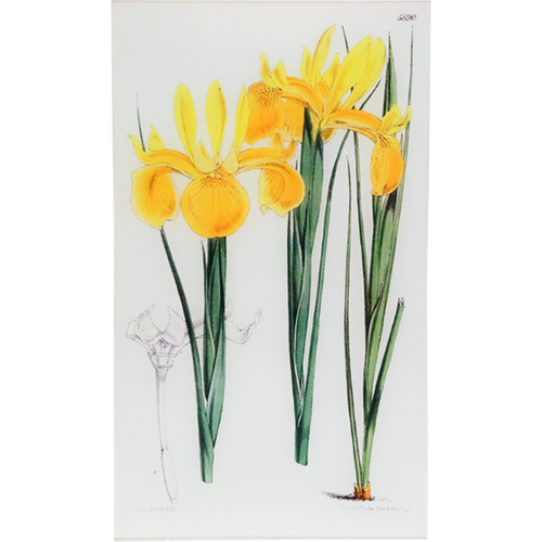 Xiphion Filifolium (William Curtis Botanicals)