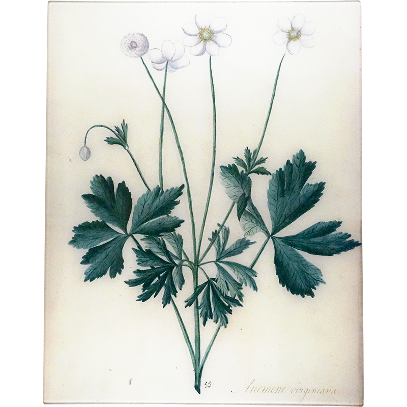 Anemone