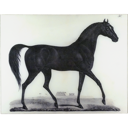Arabian Horse
