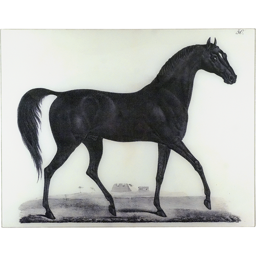 Arabian Horse