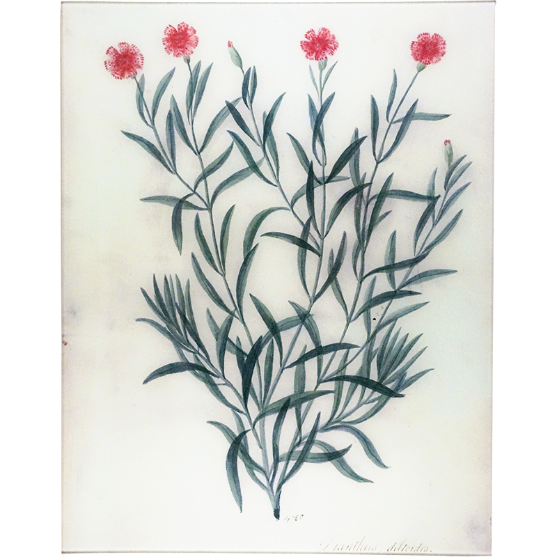 Dianthus