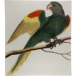Green Parrot