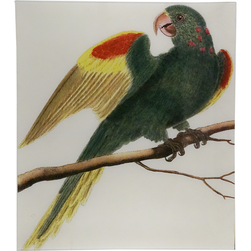 Green Parrot