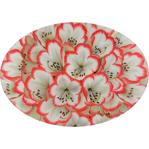 Rhododendron Neige & Cerise