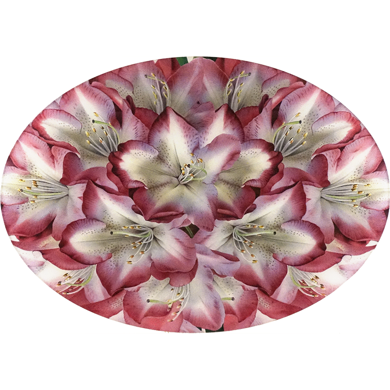 A thirteen inch by eighteen inch horizontal oval glass plate of a white and dark pink Princess of Wales rhododendron. 