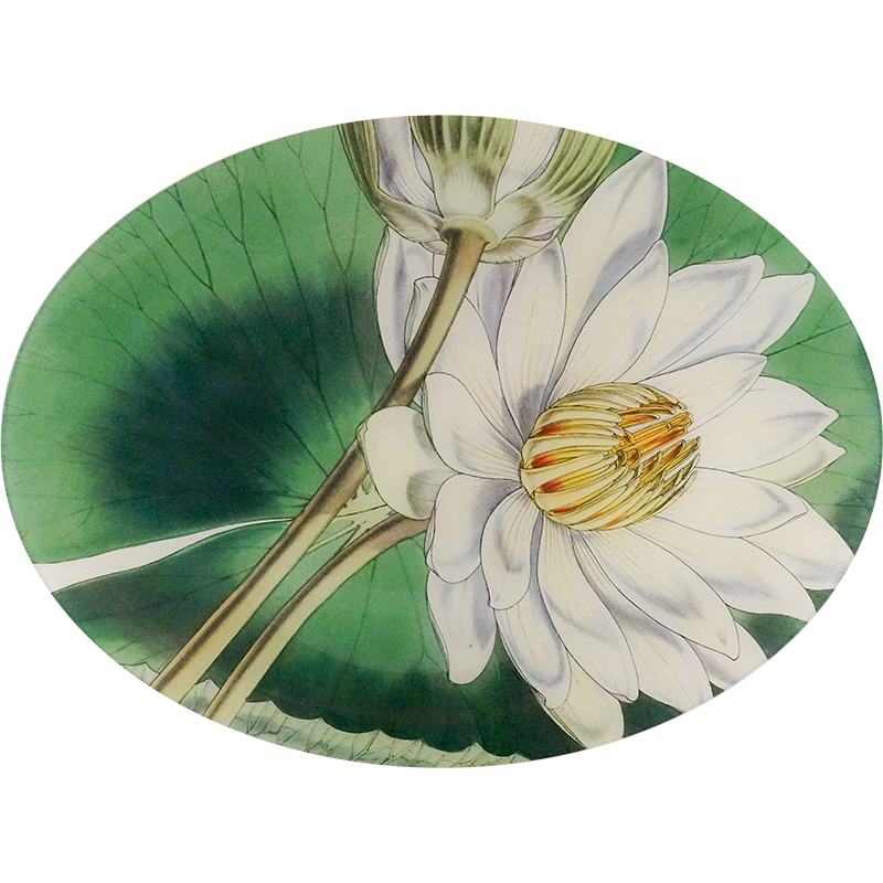 A fourteen inch by eighteen inch horizontal oval glass plate featuring an illustration of a white water lily with green leaves.